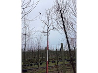 Rode sierappel - vormboom - afbeelding 3 van  3