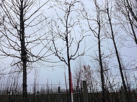 Rode sierappel - vormboom - afbeelding 1 van  2