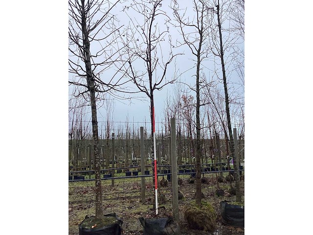 Rode sierappel - vormboom - afbeelding 2 van  2