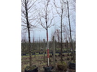 Rode sierappel - vormboom - afbeelding 2 van  2