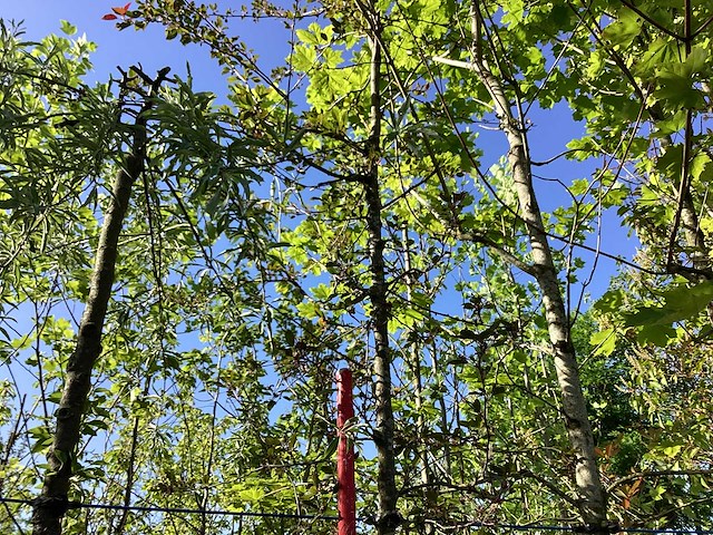 Rode sierappel - vrucht- / fruitboom - afbeelding 1 van  3