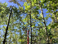 Rode sierappel - vrucht- / fruitboom - afbeelding 1 van  3