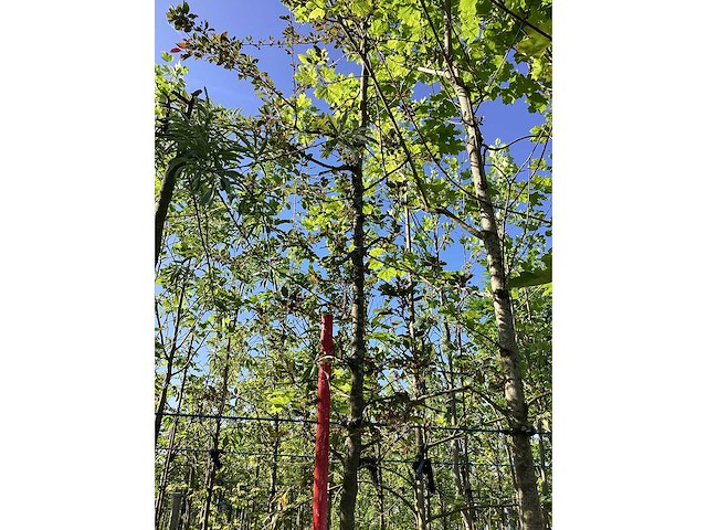 Rode sierappel - vrucht- / fruitboom - afbeelding 2 van  3