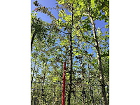 Rode sierappel - vrucht- / fruitboom - afbeelding 2 van  3