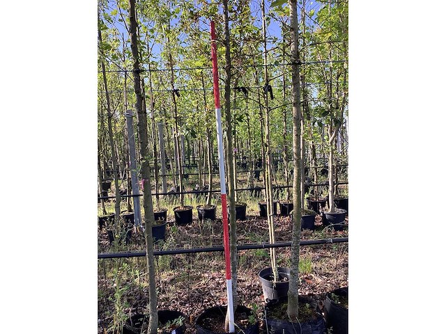Rode sierappel - vrucht- / fruitboom - afbeelding 3 van  3