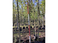 Rode sierappel - vrucht- / fruitboom - afbeelding 3 van  3
