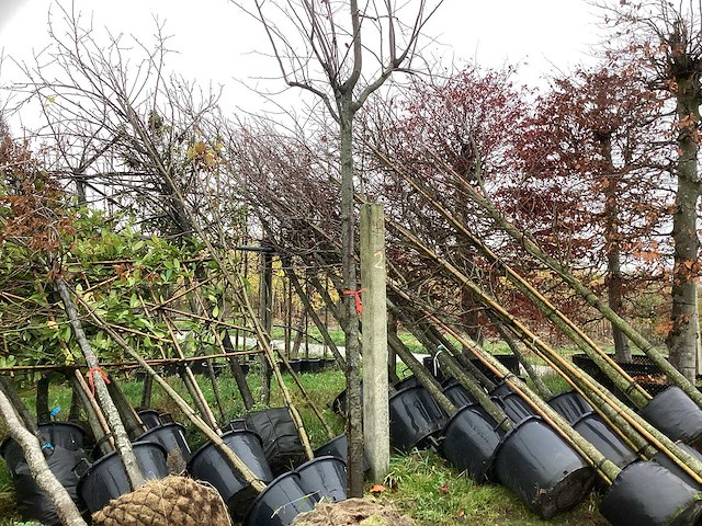 Rode sierkerspruim - sierboom - afbeelding 1 van  3