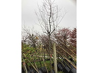 Rode sierkerspruim - sierboom - afbeelding 2 van  3