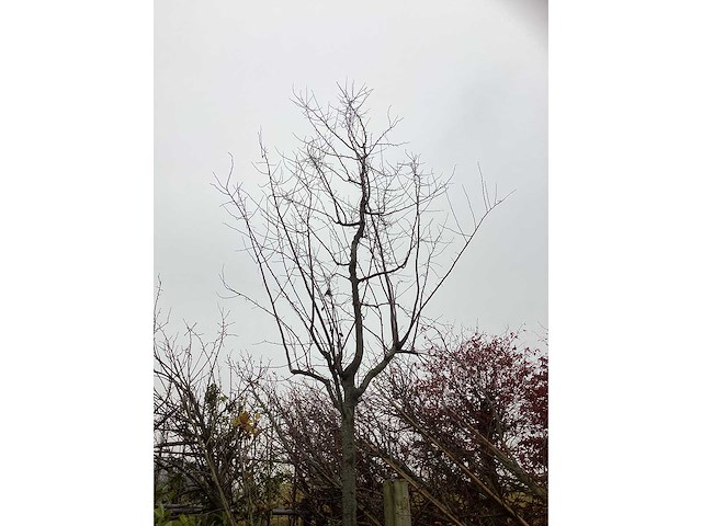 Rode sierkerspruim - sierboom - afbeelding 3 van  3