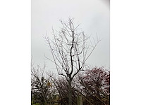 Rode sierkerspruim - sierboom - afbeelding 3 van  3