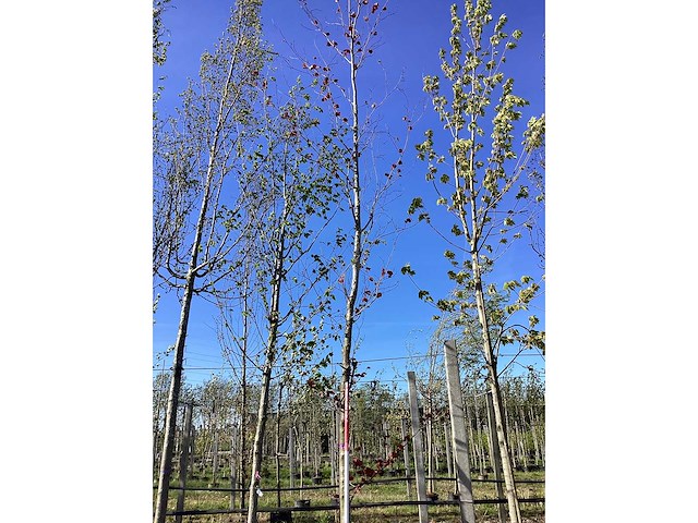 Rode zuilbeuk - topiary trees - afbeelding 2 van  2
