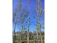 Rode zuilbeuk - topiary trees - afbeelding 2 van  2