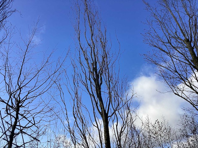 Rode zuilbeuk - vormboom - afbeelding 1 van  2