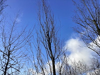 Rode zuilbeuk - vormboom - afbeelding 1 van  2