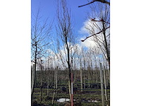 Rode zuilbeuk - vormboom - afbeelding 2 van  2