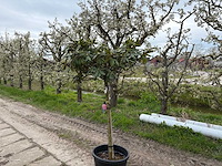 Rododendron - bolboom - afbeelding 1 van  2