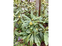 Rododendron - groenblijvende bomen (2x) - afbeelding 3 van  3
