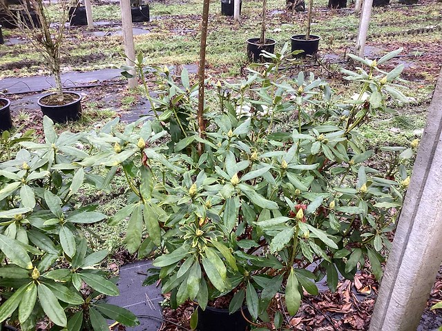 Rododendron - groenblijvende boom (3x) - afbeelding 1 van  3