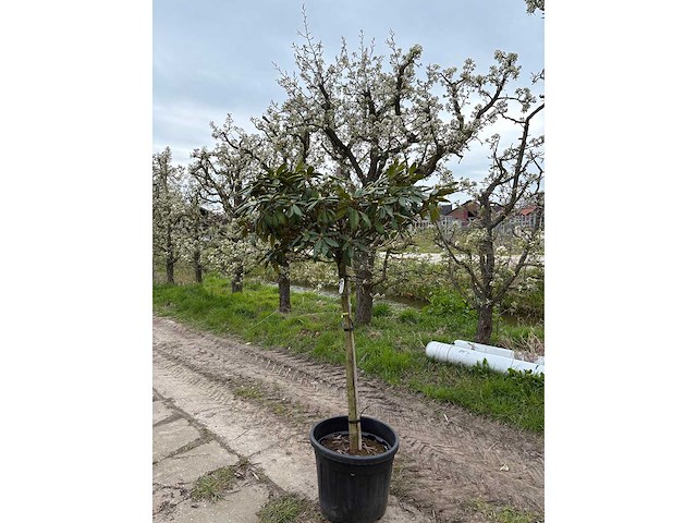 Rododendron - groenblijvende boom (3x) - afbeelding 2 van  2