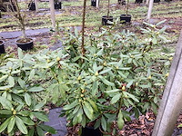 Rododendron - groenblijvende boom - afbeelding 1 van  3