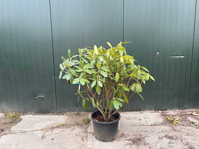 Rododendron - meerstammige bomen (2x) - afbeelding 1 van  2
