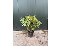 Rododendron - meerstammige bomen (2x) - afbeelding 2 van  2