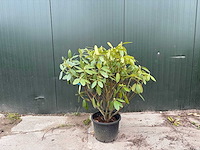 Rododendron - meerstammige bomen (3x) - afbeelding 1 van  2