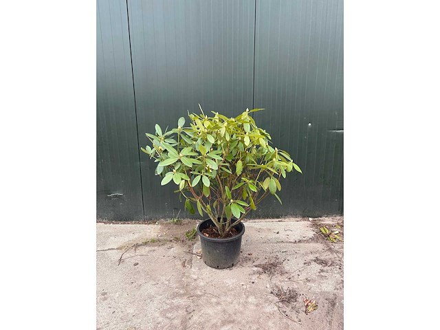 Rododendron - meerstammige bomen (4x) - afbeelding 2 van  2