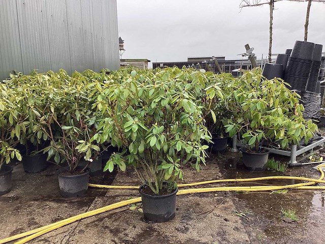 Rododendron - meerstammige boom (5x) - afbeelding 1 van  2