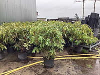 Rododendron - meerstammige boom (5x) - afbeelding 1 van  2