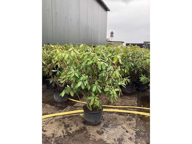 Rododendron - meerstammige boom (5x) - afbeelding 2 van  2