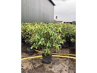 Rododendron - meerstammige boom (5x) - afbeelding 2 van  2