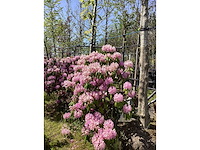 Rododendron - multi-stemmed tree - afbeelding 2 van  2