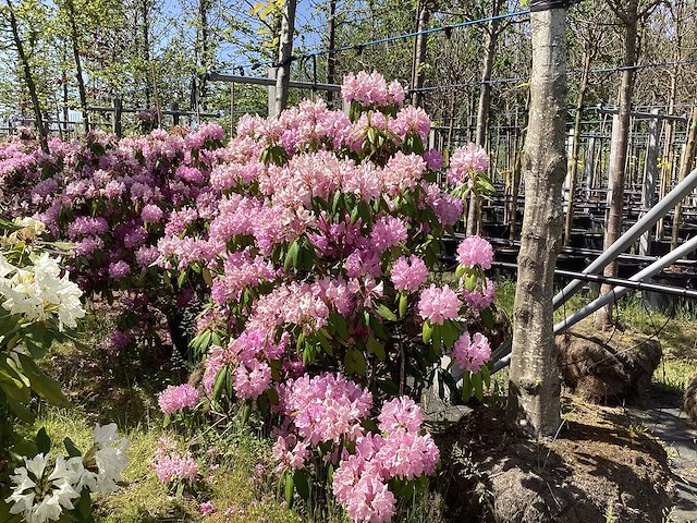 Rododendron - multi-stemmed tree - afbeelding 1 van  2