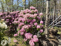 Rododendron - multi-stemmed tree - afbeelding 1 van  2