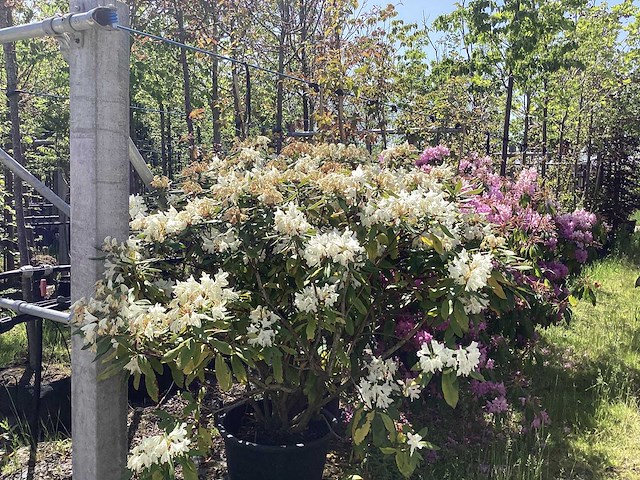 Rododendron - multi-stemmed tree - afbeelding 1 van  2
