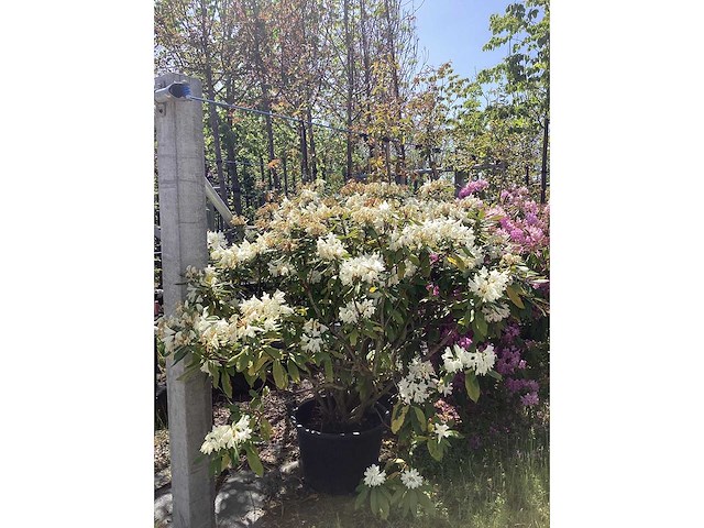 Rododendron - multi-stemmed tree - afbeelding 2 van  2