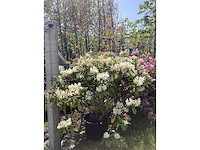 Rododendron - multi-stemmed tree - afbeelding 2 van  2