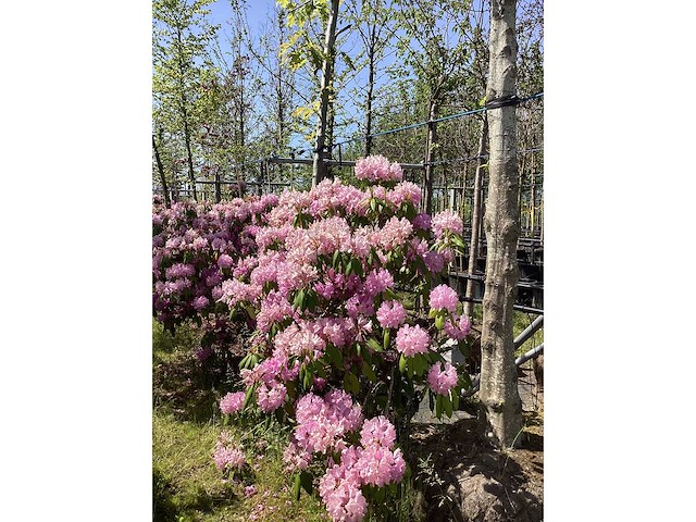 Rododendron - multi-stemmed tree - afbeelding 2 van  2