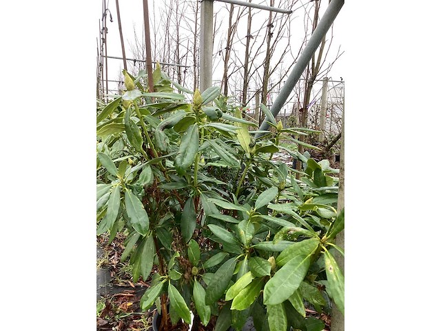 Rododendron - sierboom - afbeelding 2 van  3