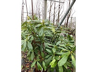 Rododendron - vormboom - afbeelding 2 van  3