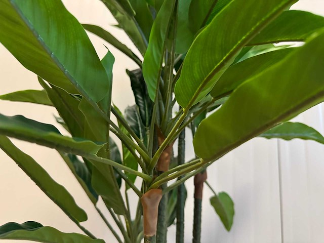 Rohdea kunstplant (145mm hoog) - afbeelding 4 van  15