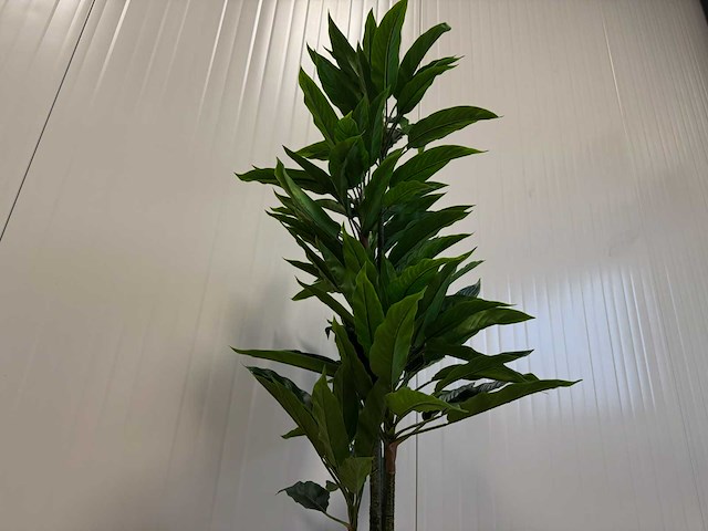 Rohdea kunstplant (145mm hoog) - afbeelding 5 van  15
