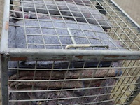 Rolcontainer incl. inhoud bestaande uit verhuisdekens - afbeelding 5 van  7