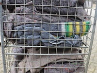 Rolcontainer incl. inhoud bestaande uit verhuisdekens - afbeelding 6 van  7