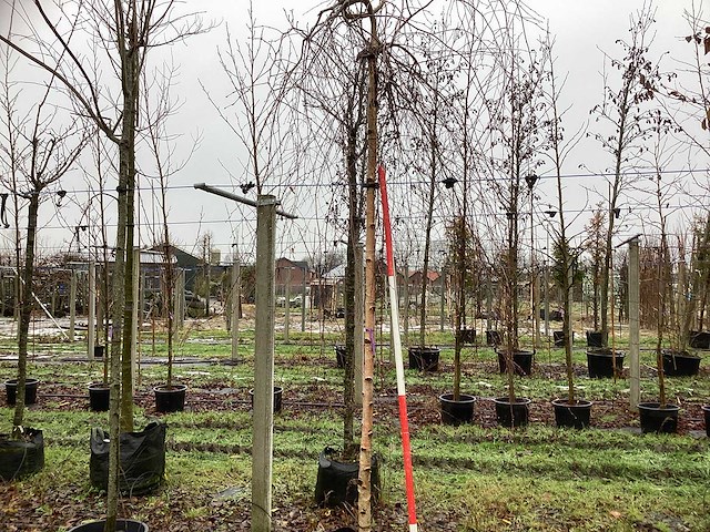 Roodbladerige berk - vormboom - afbeelding 1 van  3