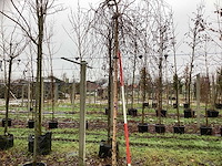 Roodbladerige berk - vormboom - afbeelding 1 van  3