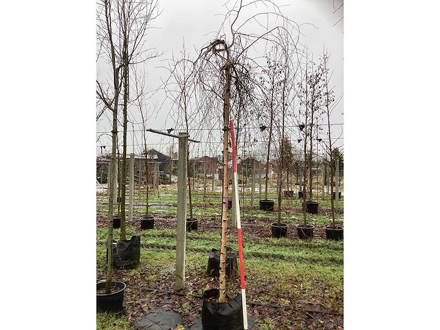 Roodbladerige berk - vormboom - afbeelding 2 van  3