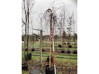 Roodbladerige berk - vormboom - afbeelding 2 van  3