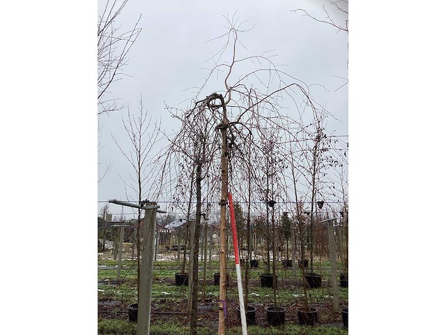 Roodbladerige berk - vormboom - afbeelding 3 van  3